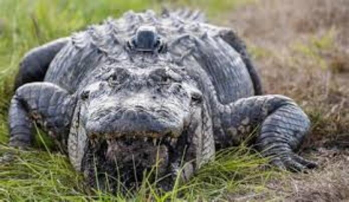 Secrets of Escort Alligator